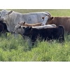 Image 3 : Jason & Emil Kure - 670# October Delivery Steer Calves - 90 Head (Bowden, AB)