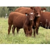 Image 2 : Les & Sharlene Bjorge - 575# October Delivery Steer Calves - 45 Head (Eckville, AB)