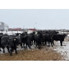 Image 3 : Chris, Debbie & Dwayne Wimmer - 710# March Delivery Steers - 90 Head (Lundar, MB)