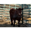Image 2 : Randy Gair - 1 Bred Heifer (Pen 532)