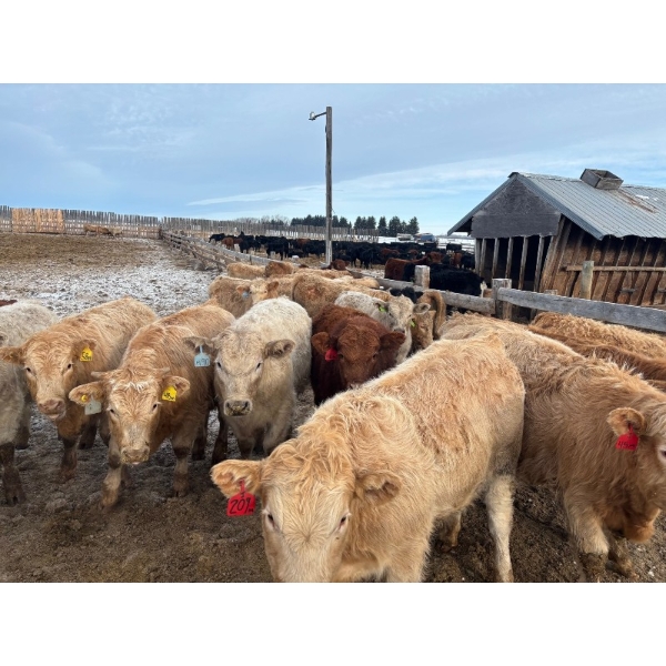 Range 45 Ranch Ltd. - 900# March Weaned Steers - 210 Head (Dewberry, AB)