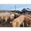 Image 1 : Range 45 Ranch Ltd. - 900# March Weaned Steers - 210 Head (Dewberry, AB)