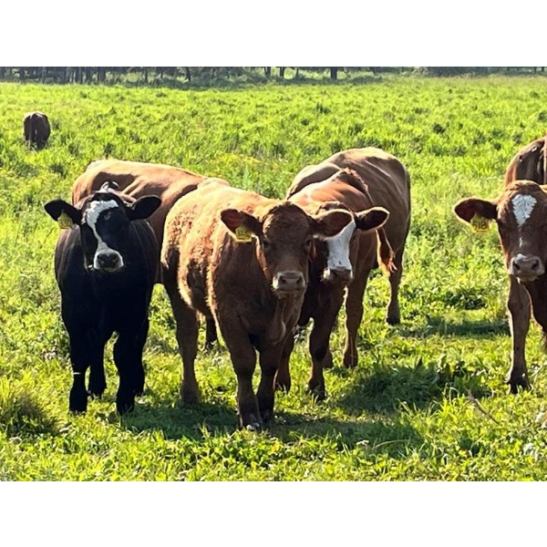 Tom & Terri Jamieson - 700# September Delivery Steer Calves - 90 Head (Newbrook, AB)
