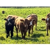 Tom & Terri Jamieson - 700# September Delivery Steer Calves - 90 Head (Newbrook, AB)