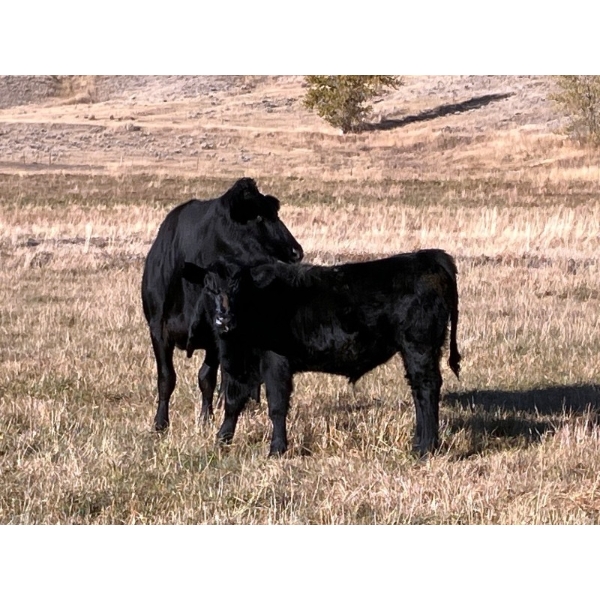 Beaver Ranch - 640# October Delivery Steer Calves - 95 Head (Quilchena, BC)