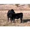 Image 1 : Beaver Ranch - 640# October Delivery Steer Calves - 95 Head (Quilchena, BC)