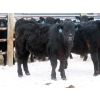 Image 9 : D & N Livestock - 900# February Delivery Steers - 68 Head (Peebles, SK)