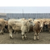 Image 9 : Hawk Ranching - 970# March Delivery Steers - 65 Head (Parkland, AB)