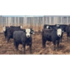 Image 6 : M.S. MacLean Livestock - 950# June Delivery Steers - 244 Head (Coaldale, AB)