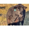 Image 15 : Jordan & Kelli Hoopfer - 660# November Delivery Steer Calves - 90 Head (Gadsby, AB)
