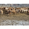 Image 1 : Bauer Ranching - 910# February Delivery Steers - 205 Head (Hilda, AB)