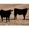 Image 3 : Dalbey Farms - 700# October Delivery Steer Calves - 50 Head (Dalum, AB)