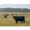 Image 2 : J Lazy A Ranch - 470# October Delivery Steer Calves - 110 Head (Lymburn, AB)
