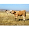 Image 8 : Douglass Cattle Co. - 585# November Delivery Steer Calves - 95 Head (Finnegan, AB)