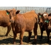 Image 8 : PSV Farms Ltd. - 880# May Delivery Heifers - 58 Head (Enchant, AB)