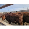 Image 3 : Ribbon Creek Ranch - 6 Red Heifers (Pen 314 - 316) 1033# avg
