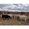 Image 5 : Silver Springs Ranch - 570# October Delivery Steer Calves - 95 Head (Kamloops, BC)