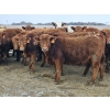 Image 2 : Osadczuk Cattle Co. - 699# March Delivery Heifers - 89 Head (Patricia, AB)