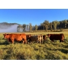 Image 9 : Squaw Valley Ranch - 750# October Delivery Steer Calves - 80 Head (Lumby, BC)