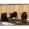 Image 4 : Winn Man Farms - 790# March/April Delivery Steers - 33 Head (Winnipegosis, MB)