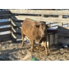 Image 2 : Shane Water Chief - 2 Heifers (Pen 514)