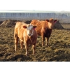 Image 3 : Helland Land & Cattle Co. Ltd. - 870# April Delivery Heifers - 56 Head (Lomond, AB)