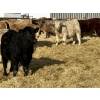 Image 2 : Rusty Ridge Cattle Co. Ltd. - 930# January Weaned Steers - 110 Head (Bowden, AB)