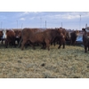 Image 6 : Stensrud Cattle Co. - 6 Red Cows (Pen 420)