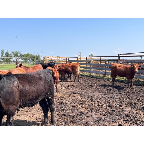 Klause Farms - 830# June Delivery Heifers - 74 Head (Onoway, AB)