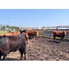 Klause Farms - 830# June Delivery Heifers - 74 Head (Onoway, AB)