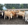 Image 6 : French's Farm - 1025# October Delivery Steers - 180 Head (Kelwood, MB)