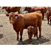 Image 5 : Meyer Cattle Inc. - 20 Red Angus X 2nd Calf Pairs (Lethbridge, AB)