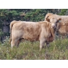 Image 9 : Patton Ranches Ltd. - 675# October Delivery Steer Calves - 90 Head (Maycroft, AB)