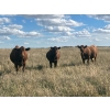 Image 2 : Westview Cattle Co. - 960# October Delivery Grass Heifers - 64 Head (Consort, AB)