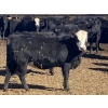 Image 9 : Jarokosky Farms - 800# March/April Delivery Heifers - 25 Head (Lethbridge, AB)