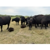 Image 5 : Malarky Farms - 36 Black/Black X Cow/Calf Pairs (Newdale, MB)