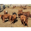 Image 2 : Elkwater Farming Co. - 840# May Delivery Heifers - 72 Head (Irvine, AB)