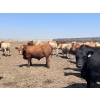 Image 3 : H.B. Scott Colony Farming - 156 August Delivery Fed Steers (Scott, SK)