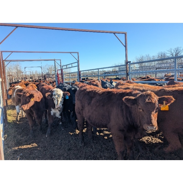 K4 Land & Cattle - 600# November Delivery Steer Calves - 55 Head (Eriksdale, MB)