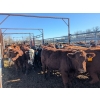 Image 2 : K4 Land & Cattle - 520# November Delivery Steer Calves - 35 Head (Eriksdale, MB)