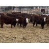 Image 6 : Four Forty Farms - 825# January Weaned Heifers - 65 Head (Eckville, AB)