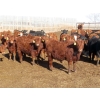 Image 3 : Hebert Livestock Ventures - 635# February Delivery Steers - 100 Head (Wawota, SK) VBP+