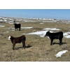 Image 9 : Birch Lake Ranch & W1 Ranching - 550# October Delivery Steer Calves - 100 Head (Medicine Hat, AB)