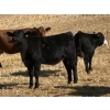 Image 5 : Dalbey Farms - 630# October Delivery Heifer Calves - 50 Head (Dalum, AB)