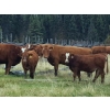 66  Out West Ranches Ltd.  610 October Delivery Steer Calves  100 Head (Williams Lake, BC)