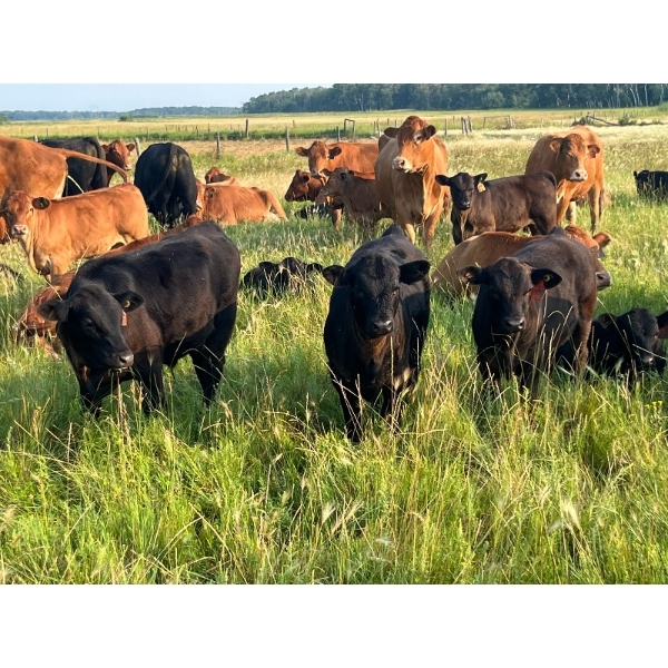 Hockridge Farms Ltd. - 675# December Delivery Steer Calves - 180 Head (Dauphin, MB) VBP+
