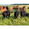 Image 1 : Hockridge Farms Ltd. - 675# December Delivery Steer Calves - 180 Head (Dauphin, MB) VBP+