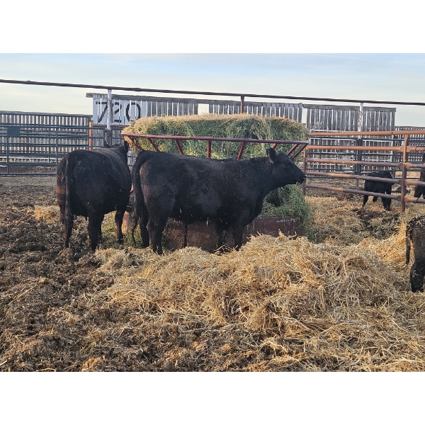 Rolling N Ranches (Nolan & Amanda Osadczuk) - 4 Black Heifer Pairs with Red Calves