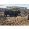 Image 1 : Rolling N Ranches (Nolan & Amanda Osadczuk) - 4 Black Heifer Pairs with Red Calves