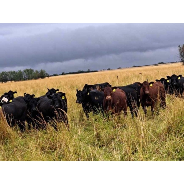 JT Cholin Farms - 850# Sept/Oct Grass Heifers - 72 Head (Biggar, SK)